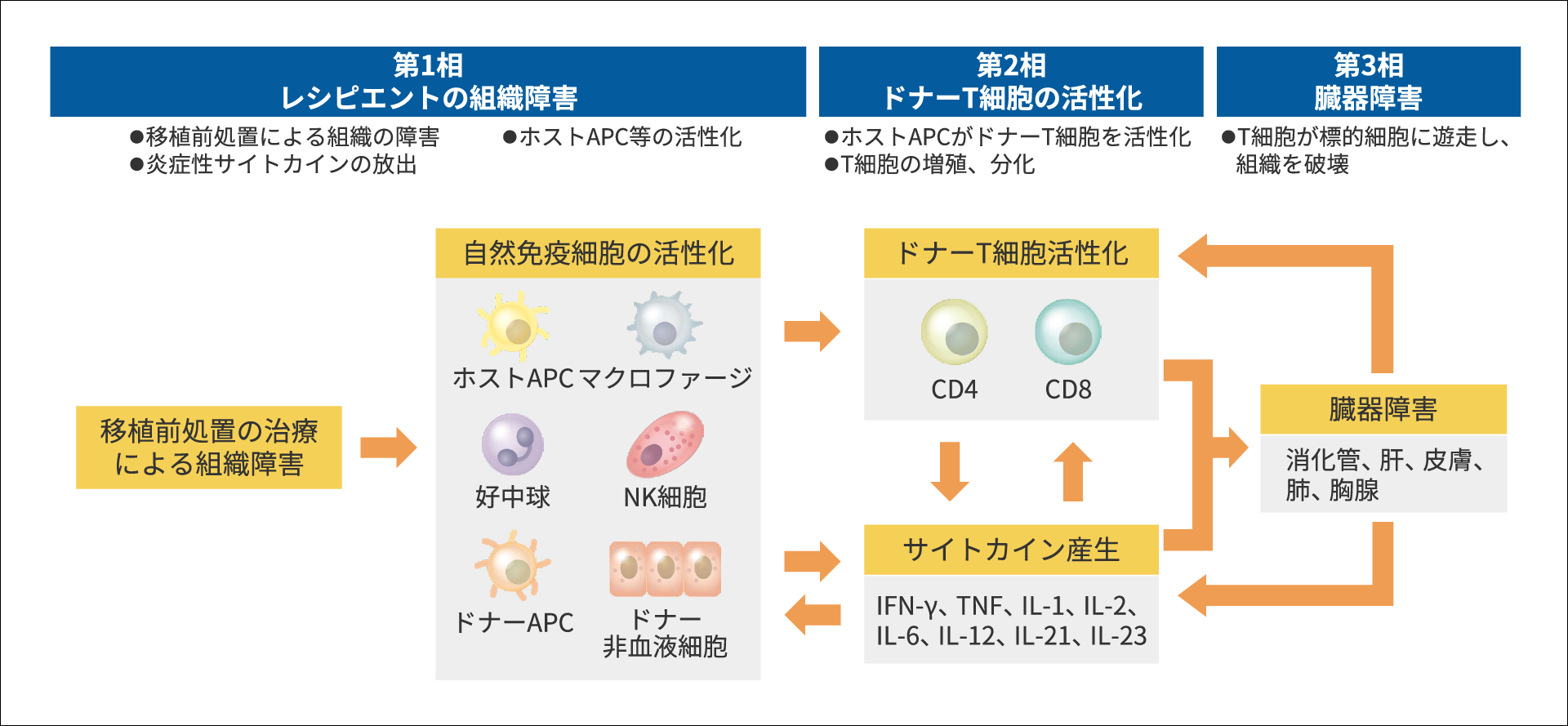 急性GVHDの病態生理学