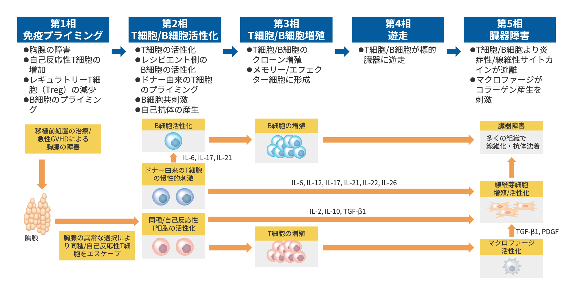 慢性GVHDの病態生理学