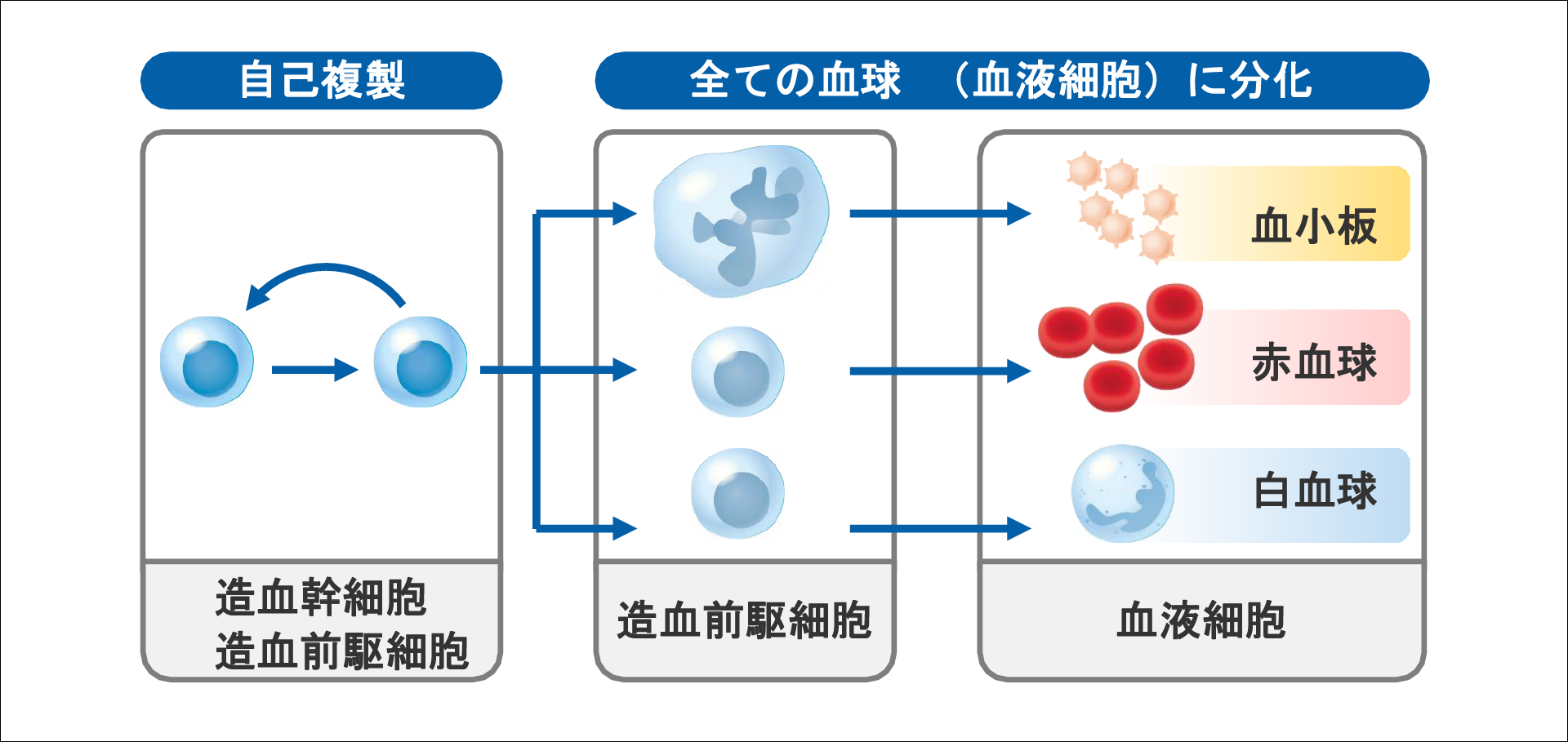 造血幹細胞の特徴