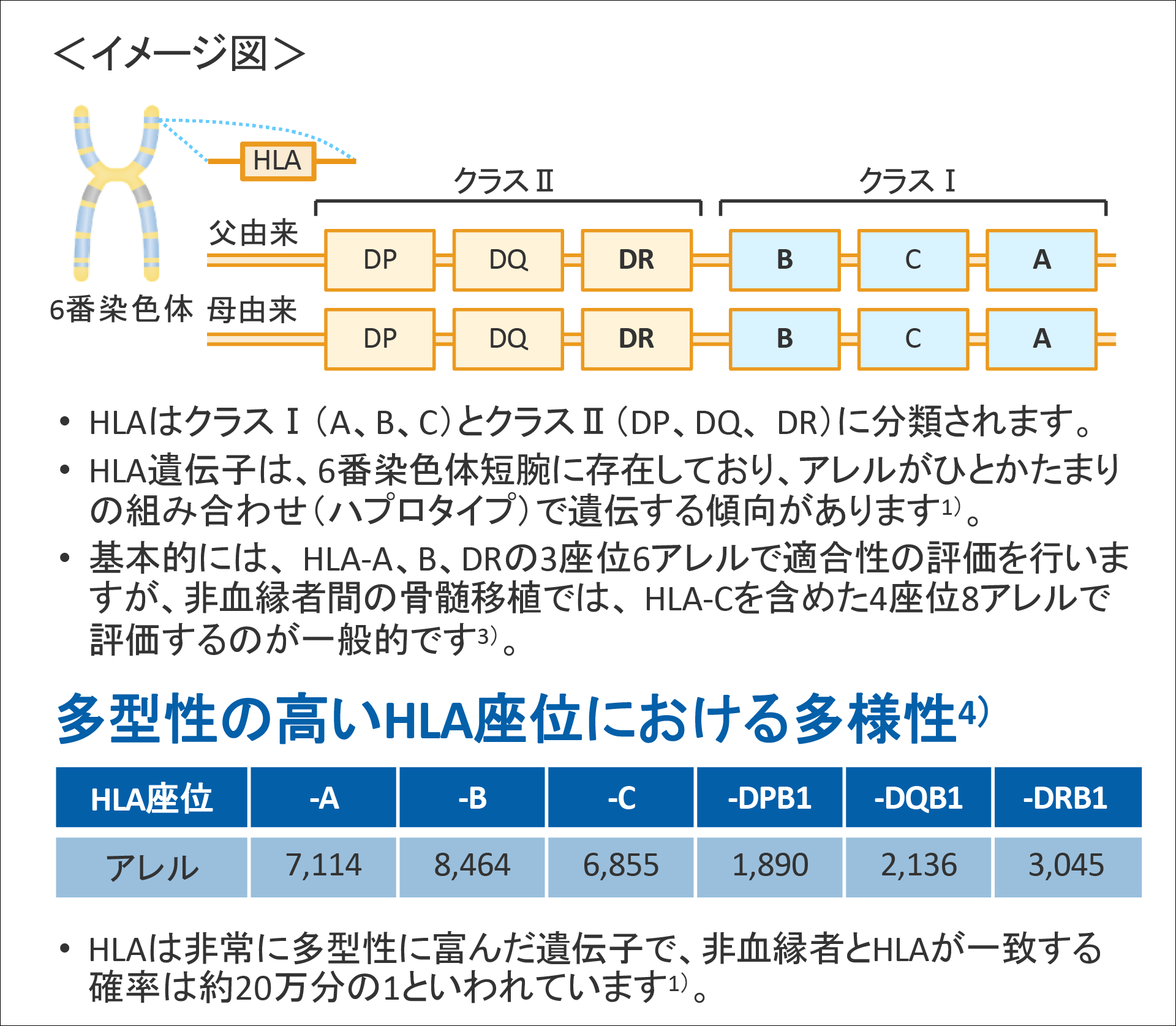 移植で重要なHLA