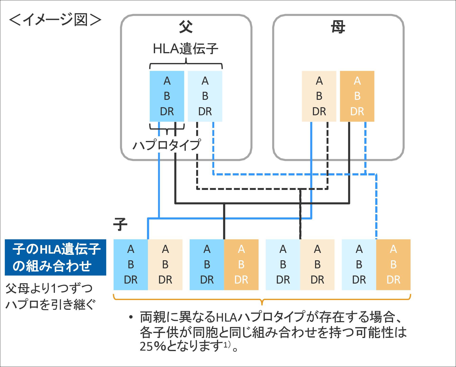 同胞の4種類のHLA