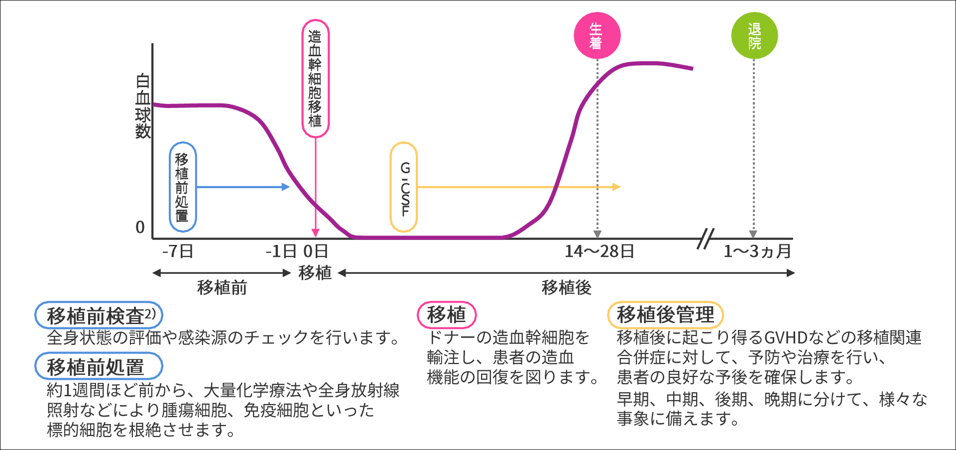 造血幹細胞移植の流れ