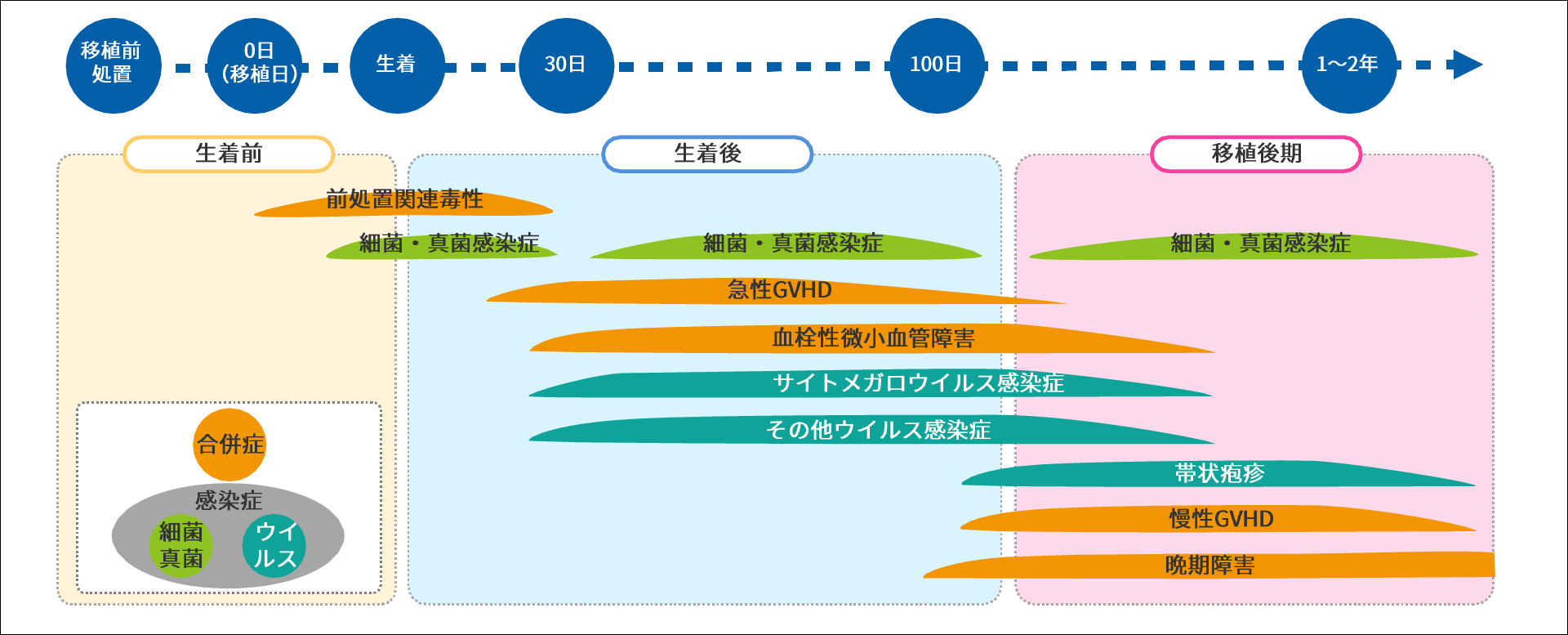 副作用・合併症の発現時期