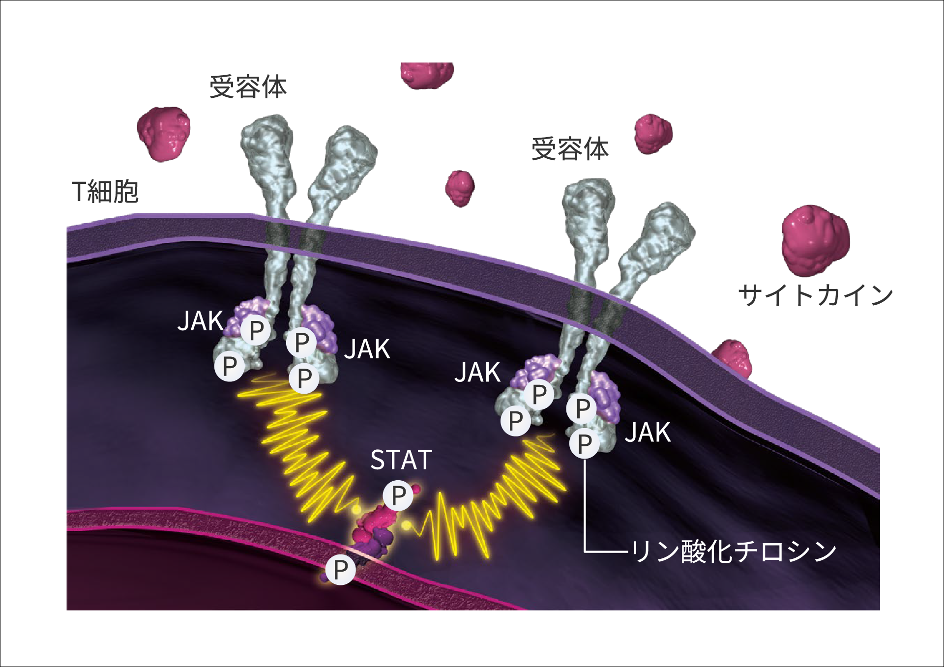 JAK/STATシグナル経路