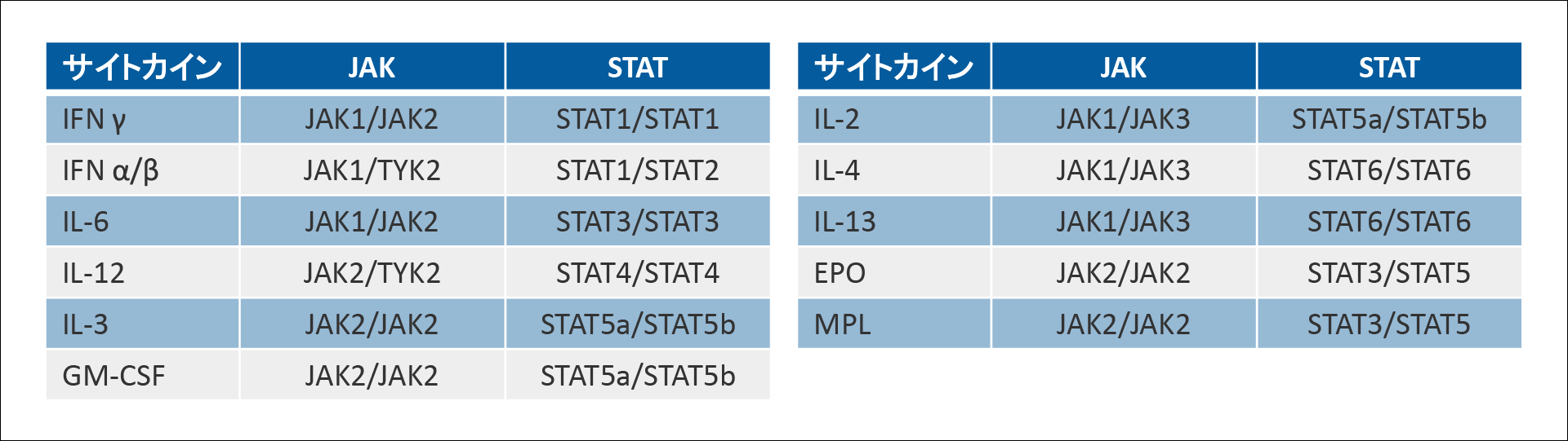 サイトカイン受容体と下流のJAK/STAT